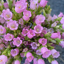 Load image into Gallery viewer, "Spring Cut Flower Garden Essentials"