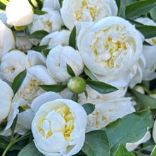 Load image into Gallery viewer, 15 Week Spring Flower Subscription