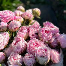 Load image into Gallery viewer, 15 Week Spring Flower Subscription