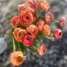 Load image into Gallery viewer, "Spring Cut Flower Garden Essentials"