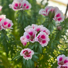 Load image into Gallery viewer, "Spring Cut Flower Garden Essentials"