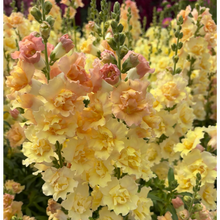 Load image into Gallery viewer, "Spring Cut Flower Garden Essentials"