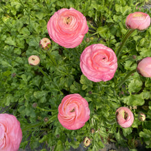 Load image into Gallery viewer, "Spring Cut Flower Garden Essentials"