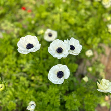 Load image into Gallery viewer, "Spring Cut Flower Garden Essentials"