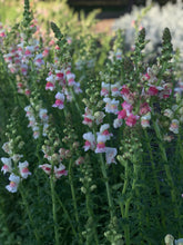 Load image into Gallery viewer, 15 Week Spring Flower Subscription