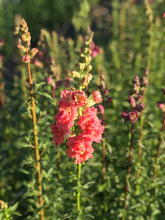 Load image into Gallery viewer, 15 Week Spring Flower Subscription