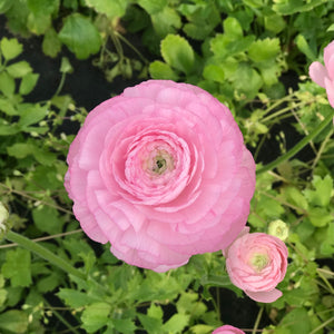 Light Pink Ranunculus