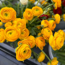 Load image into Gallery viewer, Yellow Ranunculus
