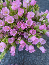 Load image into Gallery viewer, &quot;Your Spring Cut Flower Garden Essentials&quot;
