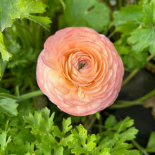 Load image into Gallery viewer, Salmone Ranunculus
