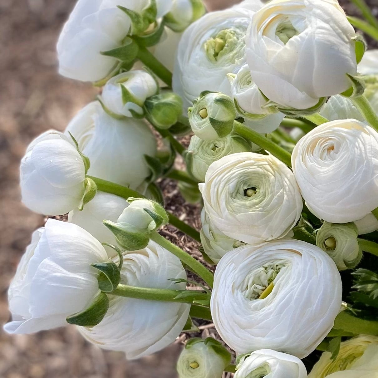 White GIGI Ranunculus