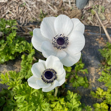Load image into Gallery viewer, White Anemones
