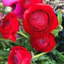 Load image into Gallery viewer, Red Ranunculus
