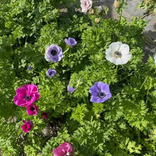 Load image into Gallery viewer, Pastel Mix Anemones
