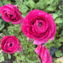 Load image into Gallery viewer, Hot Pink Ranunculus
