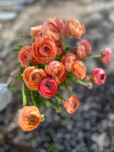 Load image into Gallery viewer, &quot;Spring Cut Flower Garden Essentials&quot;
