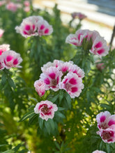 Load image into Gallery viewer, &quot;Your Spring Cut Flower Garden Essentials&quot;
