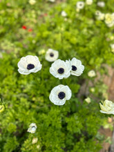 Load image into Gallery viewer, &quot;Spring Cut Flower Garden Essentials&quot;

