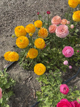 Load and play video in Gallery viewer, &quot;Spring Flowers Workshop: Cultivate Your Own Spring Flowers&quot;
