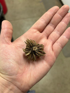 "Spring Flowers Workshop: Cultivate Your Own Spring Flowers"